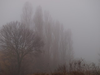 arboles en la niebla