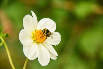 Fototapeta premium bee