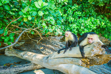 Monkeys of Costa Rica