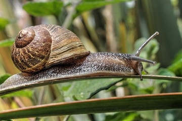 caracol 