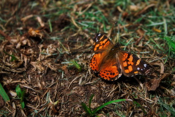 mariposa pasto