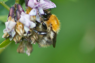 bee on a flower