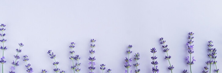 Fototapeta Flowers background banner. Frame pattern of lavender flowers on pale purple, violet  background. top view. copy space obraz