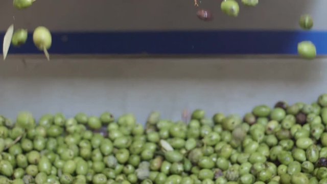 Olive Oil production process.Olives falling in the crusher-slow motion