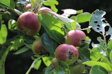 Fresh new russet apples on tree branch