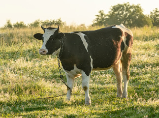 Cow grazing in a meadow early in the morning .