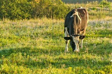 Cow grazing in a meadow early in the morning .