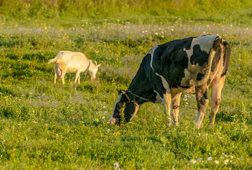 Cow grazing in a meadow early in the morning .