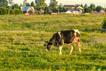 Fototapeta premium Cow grazing in a meadow early in the morning .