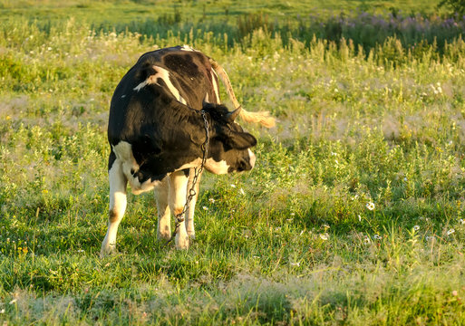 Cow grazing in a meadow early in the morning .