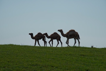 Three Camels on the Ridge