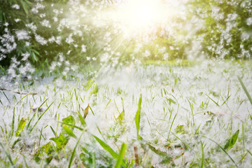 Poplar fluff lies in the green grass and flies through the air in the rays of sunlight. Selective soft focus. Strong allergen, health hazard concept.