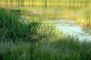 green grass by the lake on a sunny summer day