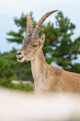Spanish Ibex capra pyrenaica