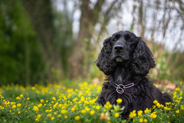 Cocker Spaniel Portrait