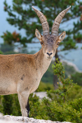 Spanish Ibex capra pyrenaica