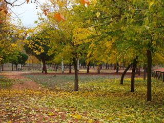 Otoño en el parque