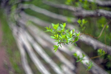 A branch of a tree with green leaves on a blurred background of an old rustic log fence with crooked poles.