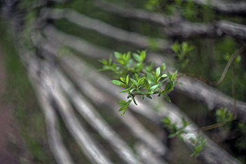A branch of a tree with green leaves on a blurred background of an old rustic log fence with crooked poles.