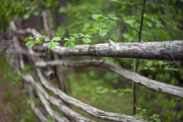 A branch of a tree with green leaves on a blurred background of an old rustic log fence with crooked poles.
