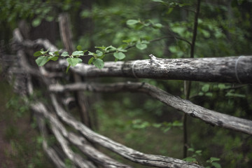 A branch of a tree with green leaves on a blurred background of an old rustic log fence with crooked poles.