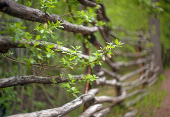 A branch of a tree with green leaves on a blurred background of an old rustic log fence with crooked poles.
