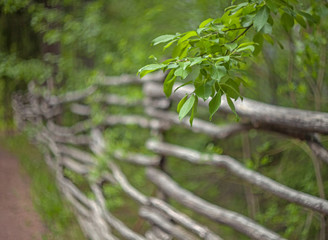 A branch of a tree with green leaves on a blurred background of an old rustic log fence with crooked poles.