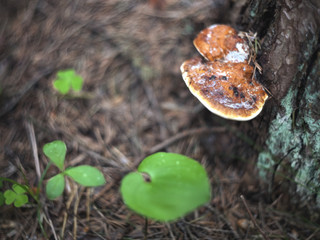 Tinder mushroom on a birch tree trunk on a blurred background of leaves and grass.