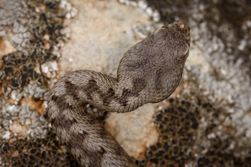 the horned viper , Vipera latastei.
