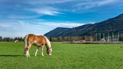 Fototapeta na wymiar Healthy Horse In Lush Green Pasture 