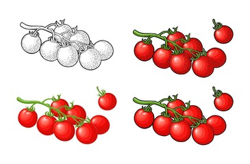 Branch of tomatoes. Vector engraved and flat illustration on white