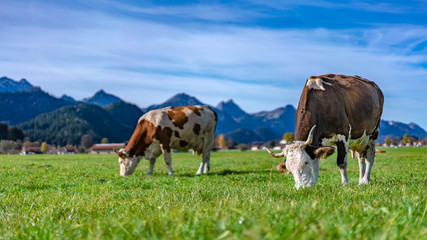 Healthy Cattle Cows In Pasture 