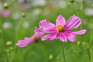 pink flower in the garden