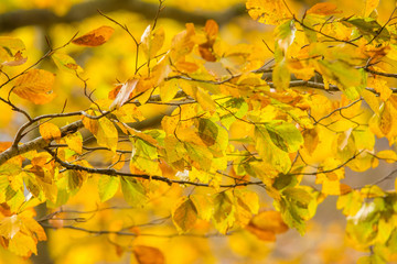 Foliage in Monti Simbruini national park, Lazio, Italy. Autumn colors in a beechwood. Beechs with yellow leaves.