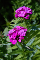 Beautiful colorful Dianthus flower (Dianthus chinensis, Sweet William or Dianthus barbatus) blooming in garden. Dianthus barbatus flower shallow on blurred background.