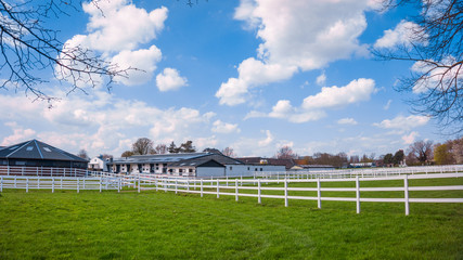 Fototapeta premium Horse ranch background. Country summer landscape
