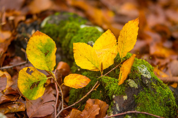 Foliage in Monti Simbruini national park, Lazio, Italy. Autumn colors in a beechwood. Beechs with yellow leaves.