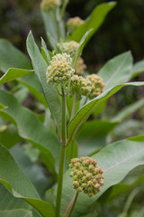 Common milkweed butterfly flower Asclepias syriaca plant, American Milkweed growing outdoors
