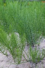 Obraz premium Equisetum arvense, the field horsetail or common horsetail - herbal plant. Horsetail. Equisetum. Snake grass. 