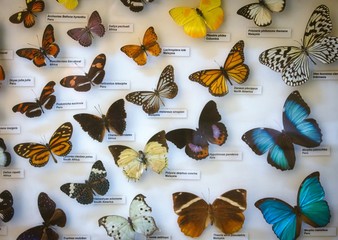 An assorted butterfly collection in a glass display case with name labels