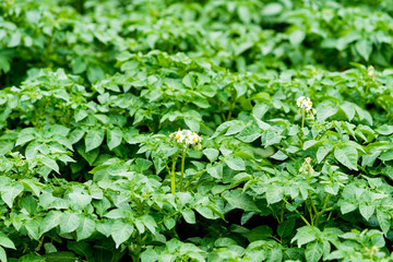 Potatoes plantations grow in the field. Vegetable rows. Farming, agriculture.