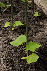 cultivation of cucumbers in greenhouse