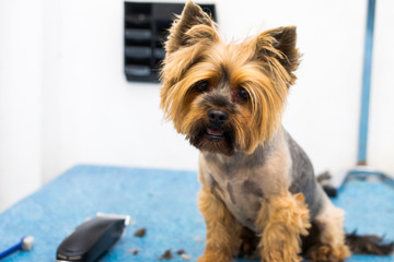 yorkshire terrier dog breed grooming