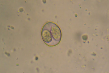 Sporulated oocyst of Eimeria/Isospora isolated from infected samples of a Labrador retriever puppy