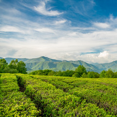 Fototapeta na wymiar Tea plantation in the mountains of Sochi