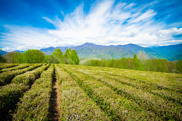 Fototapeta na wymiar Krasnodar tea plantations in Solokhaul