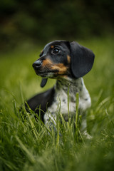 Miniature piebald dachshund in a meadow