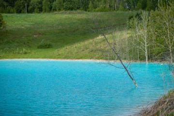 Dead tree in poisoned water. Alkaline solution. Ash dump dumping waste into the water. Ecological...