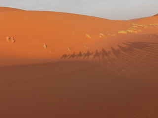 Fototapeta na wymiar Desert of Erg Chebbi, Merzouga, Sahara, Morocco. Shadows of several dromedary walking by the dunes of the desert.