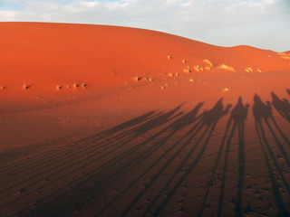  Desert of Erg Chebbi, Merzouga, Sahara, Morocco. Shadows of several dromedary walking by the dunes of the desert.